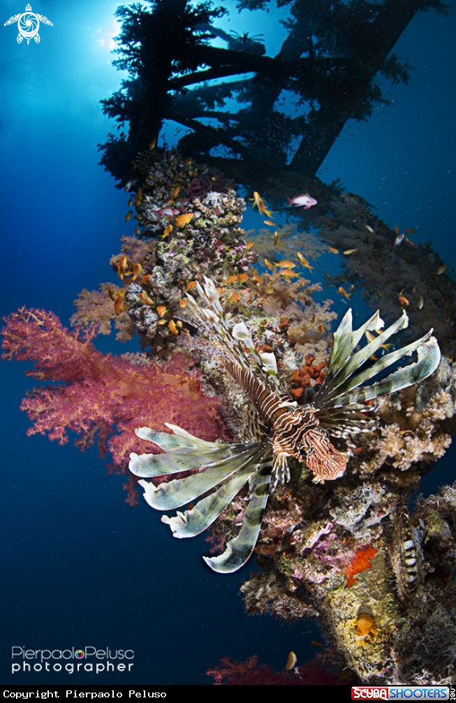 A Lion Fish