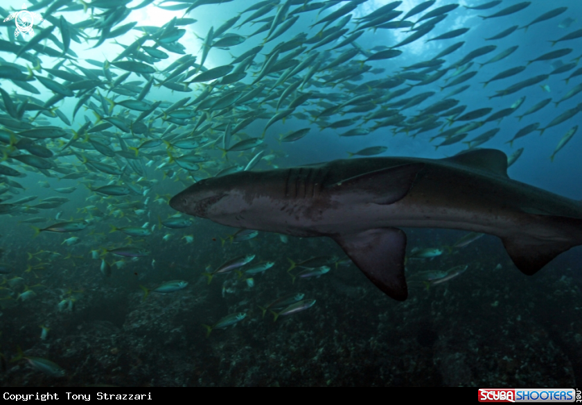 A Grey nurse shark