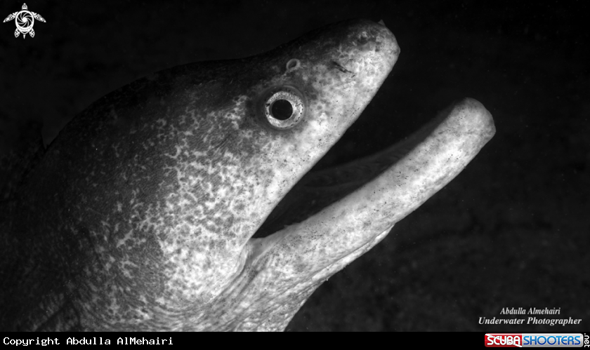 A EEL