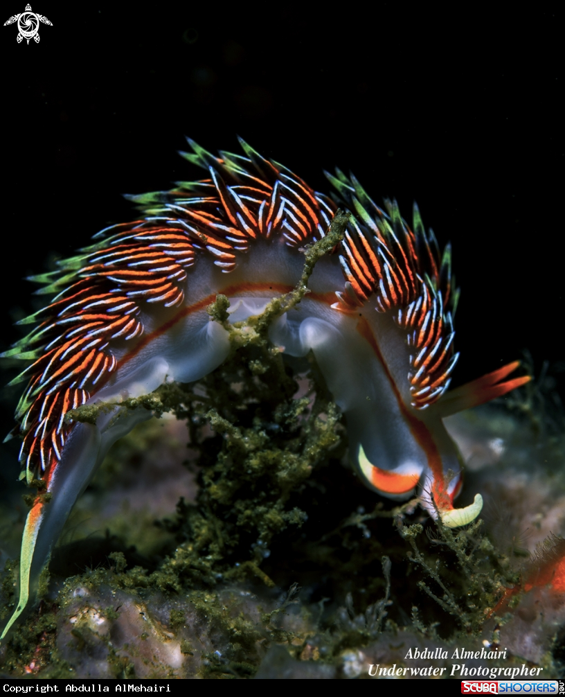 A nudibranch