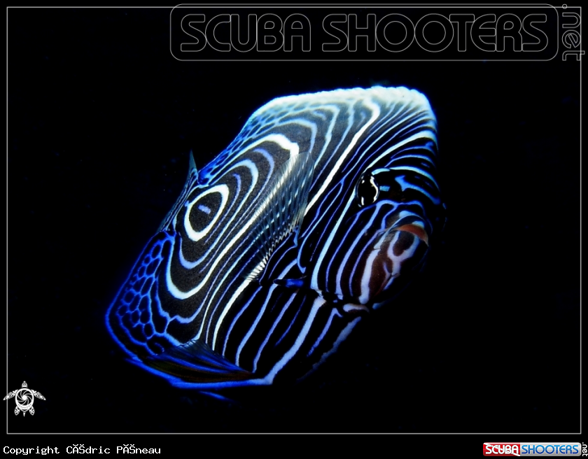 A juvenile emperor angelfish