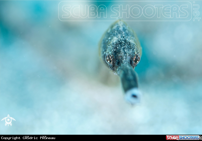 A pipefish