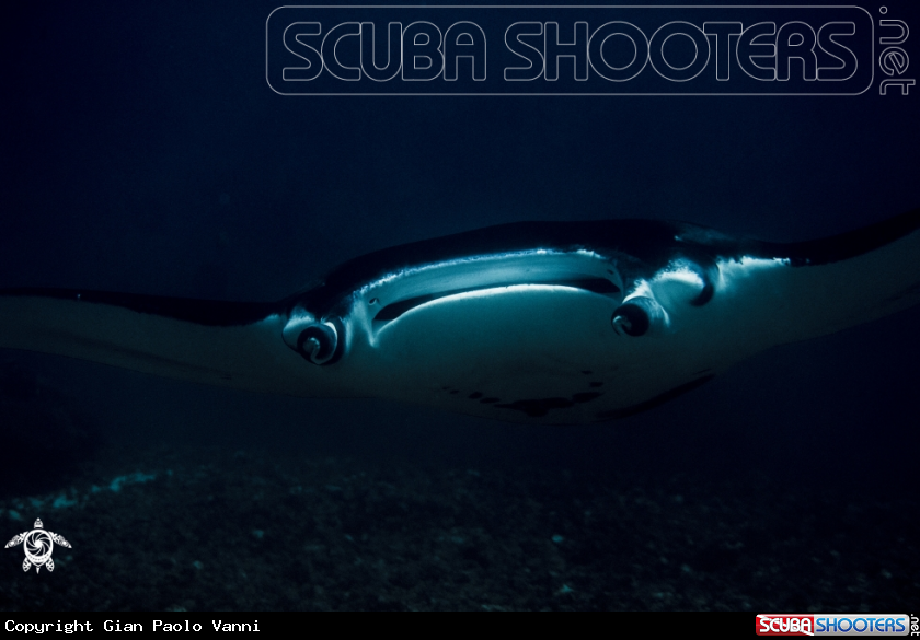 A manta 