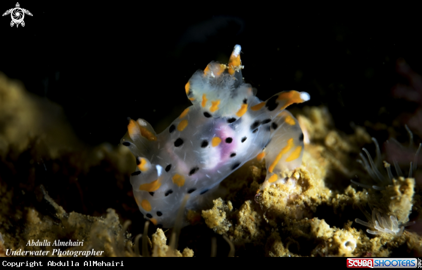 A Nudibranch