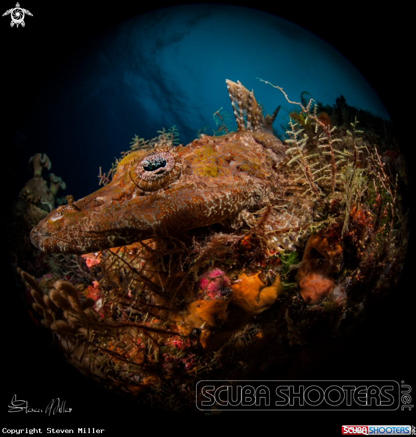 A Crocodilefish