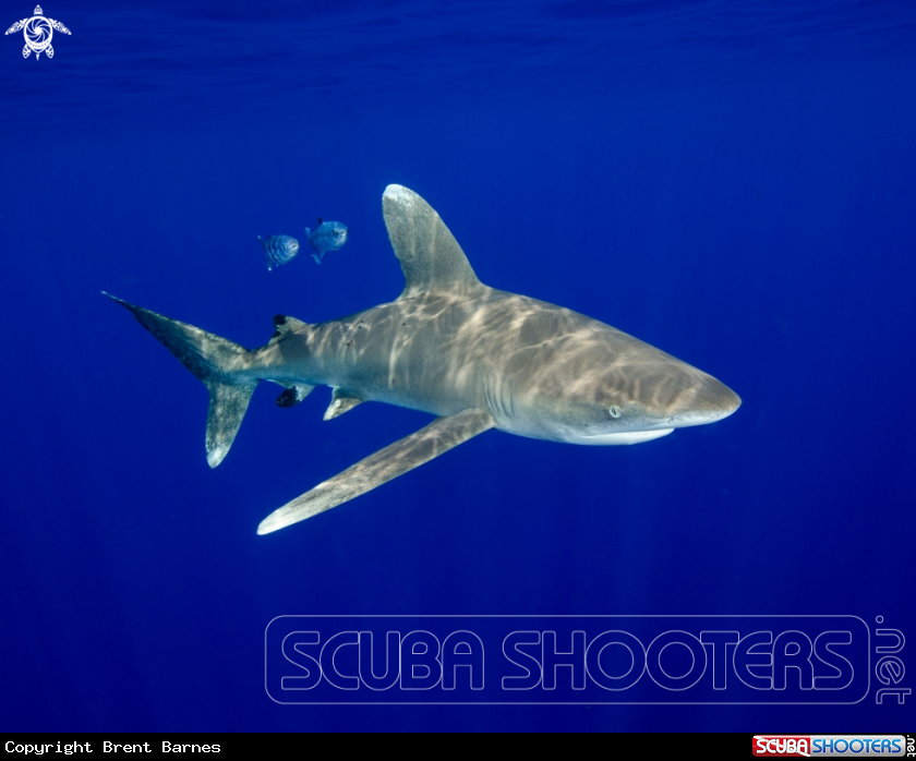 A Oceanic White Tip Shark