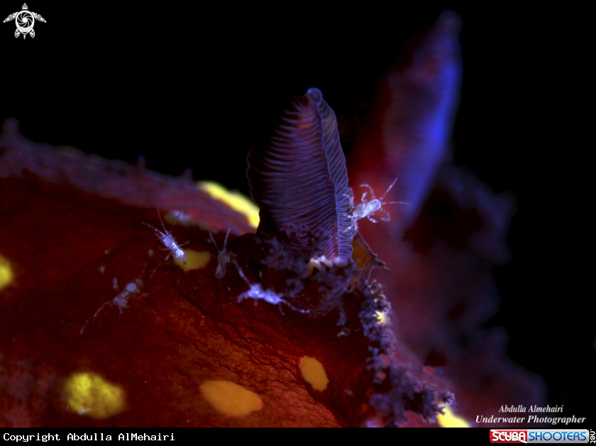 A Nudibranch Senses