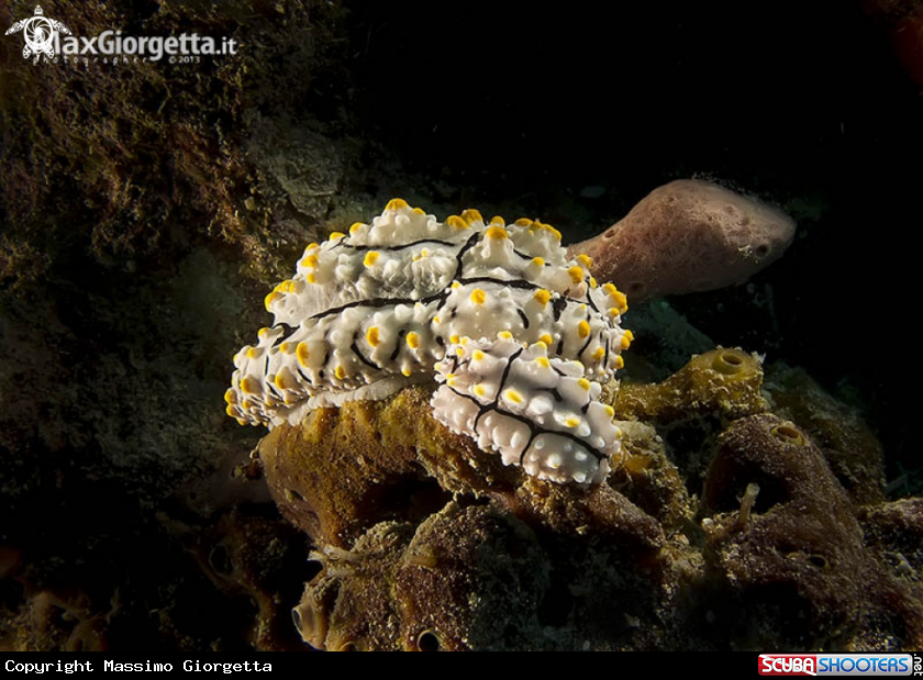A nudibranch