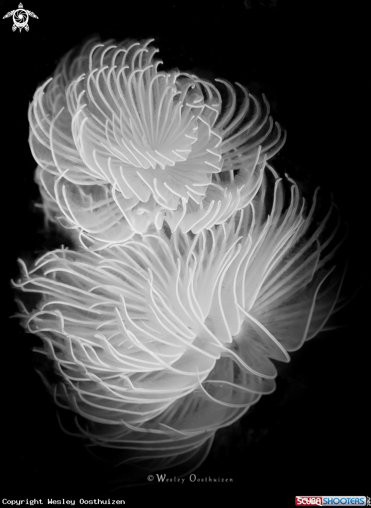 A Feather Duster Worm