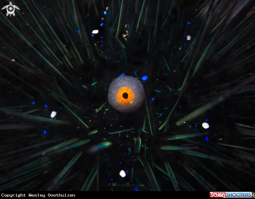A long-spined sea urchin