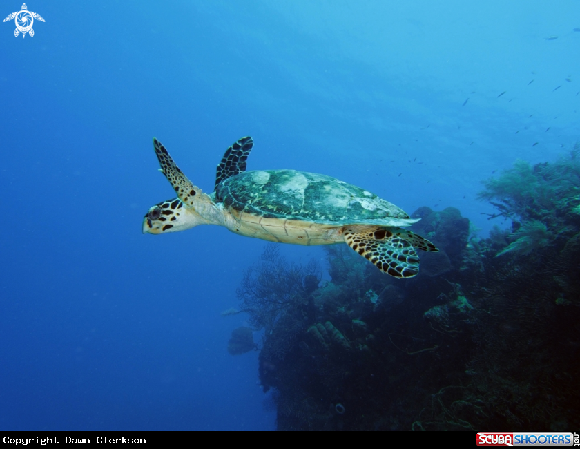 A Hawksbill Turtle