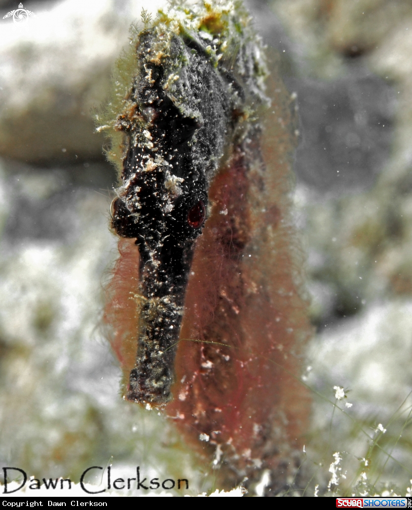 A Long Snout Seahorse