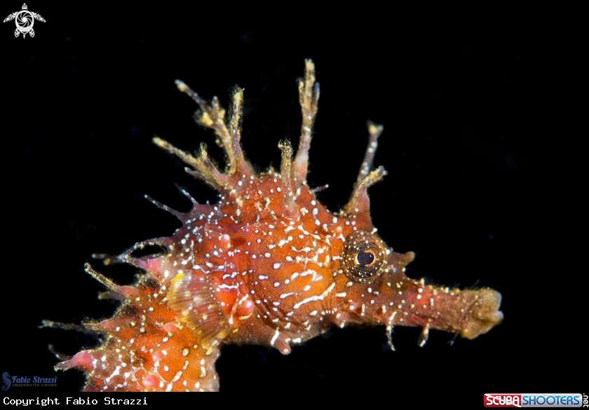A Hippocampus guttulatus
