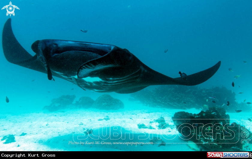 A Manta Ray