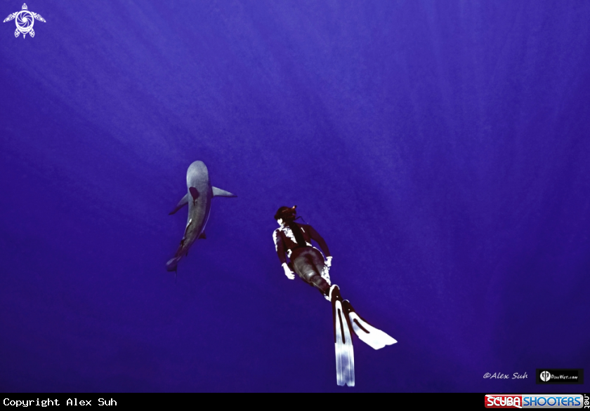 A Caribbean Shark