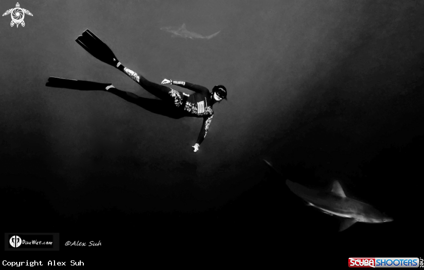 A Caribbean Reef Shark