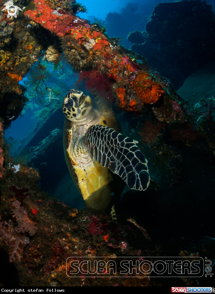 A Hawksbill Turtle