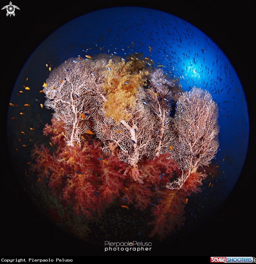 A sea fan
