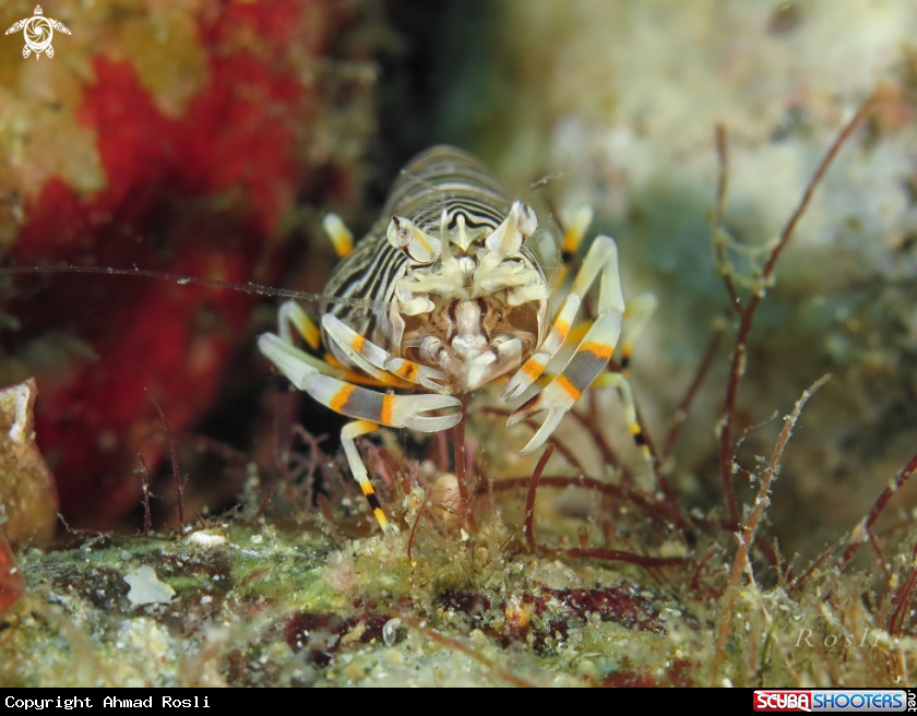 A Bumblebee Shrimp