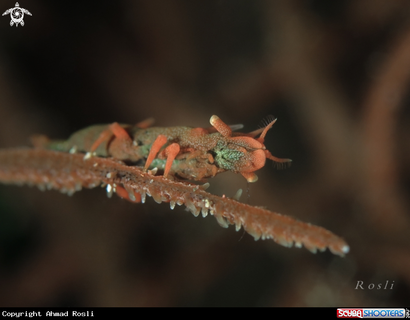 A Dragon shrimp