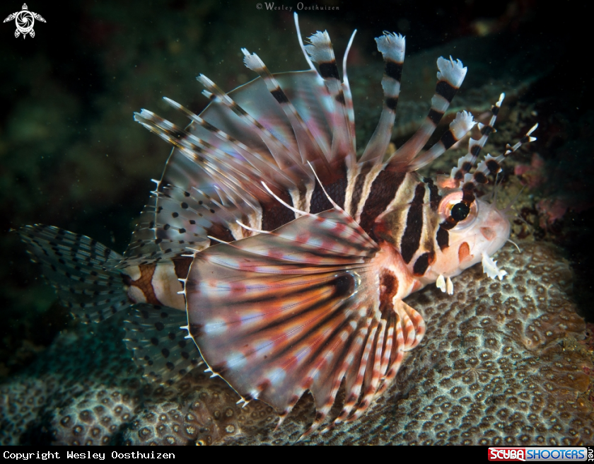A Zebra lionfish