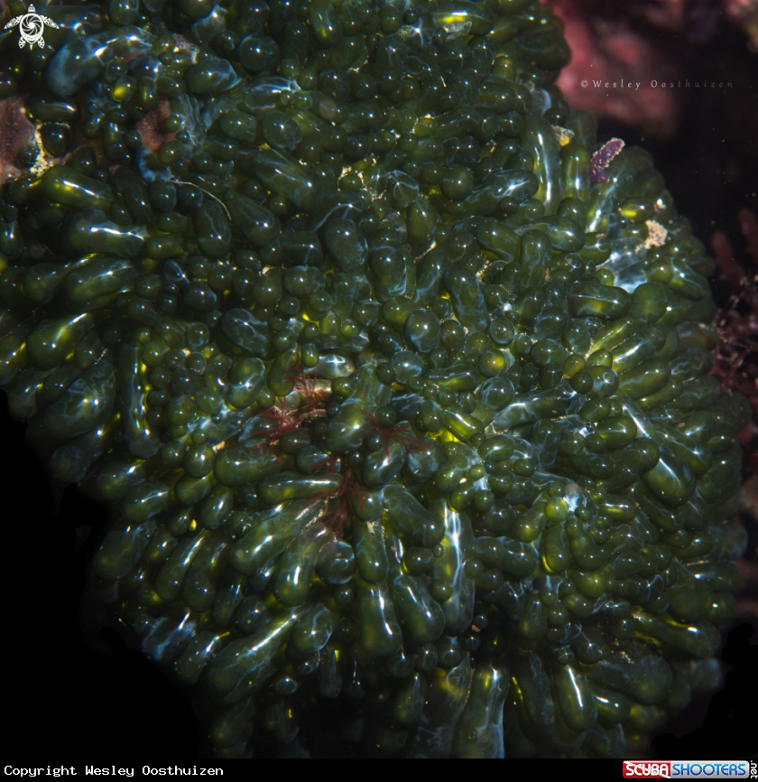 A Bubble algae (aka sailors' eyeballs)
