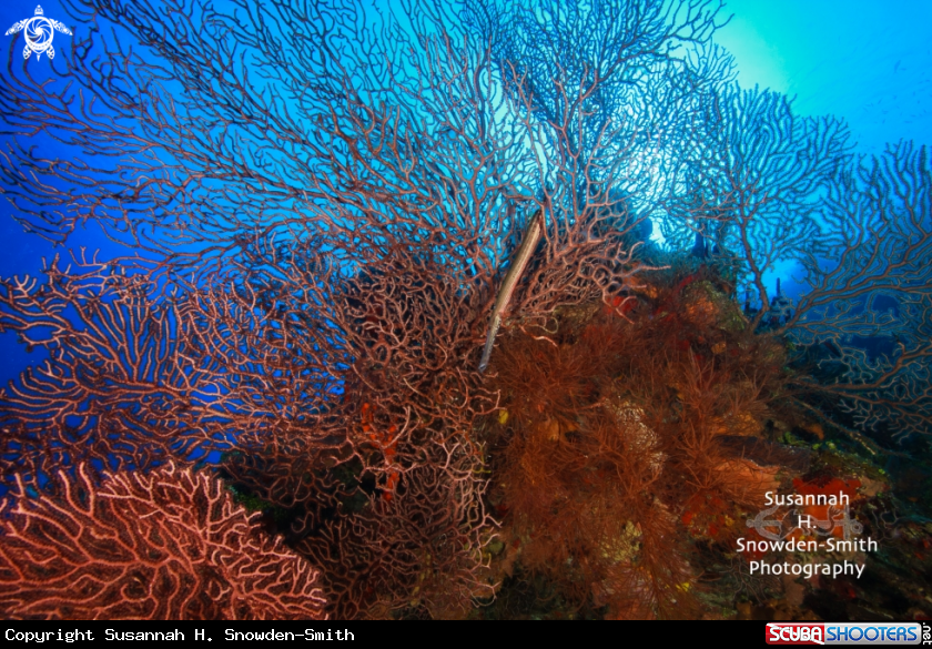 A Trumpetfish