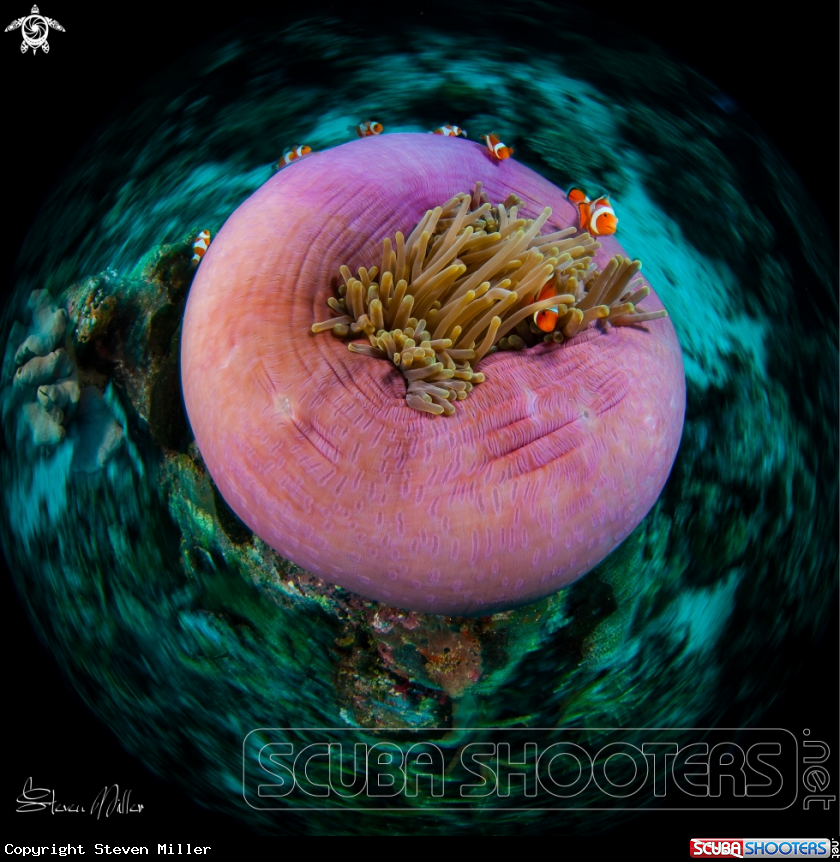 A Anemone and resident Clownfish