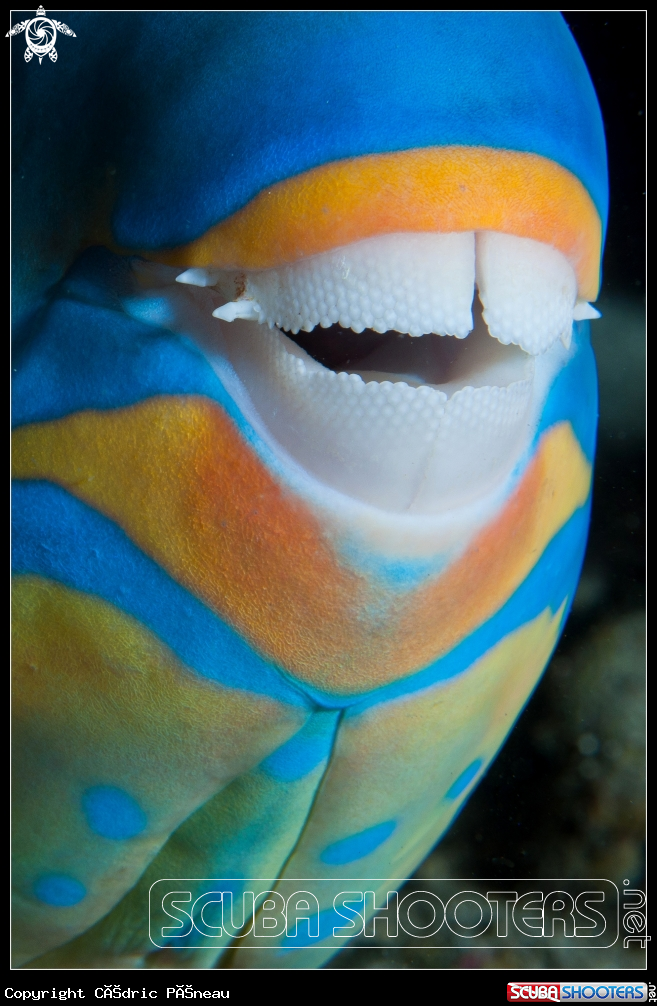 A parotfish