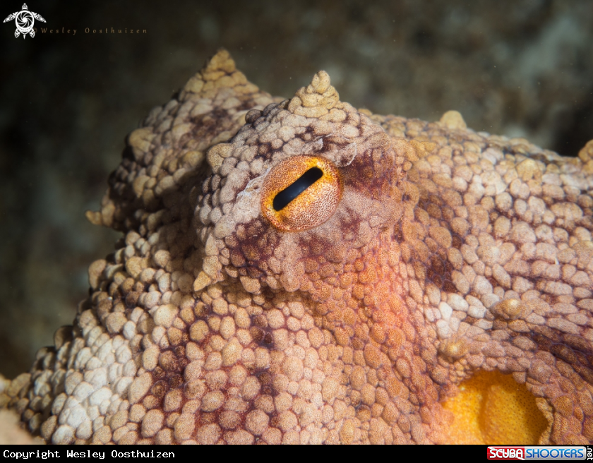 A Octopus