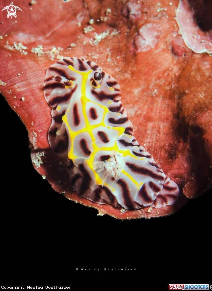 A Halgerda elegans nudibranch