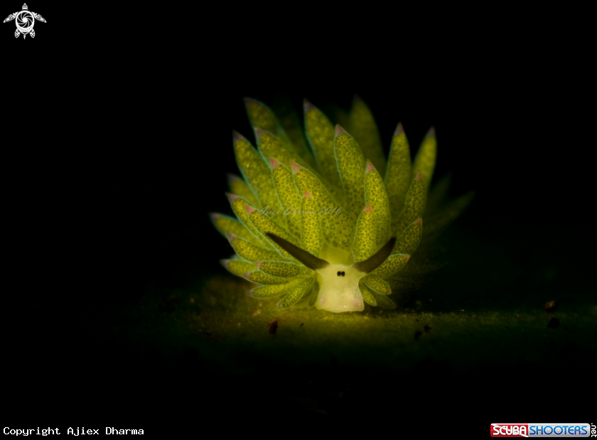 A costasiella 