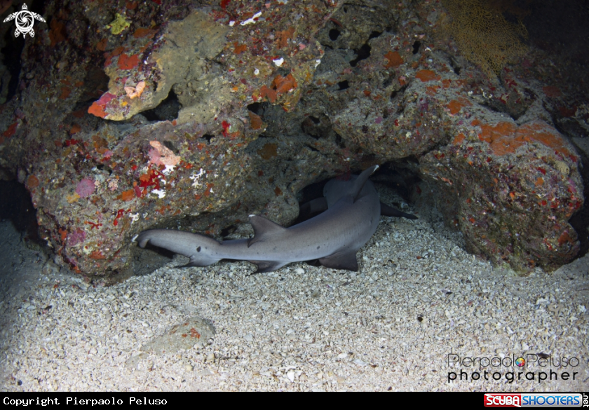 A Shark