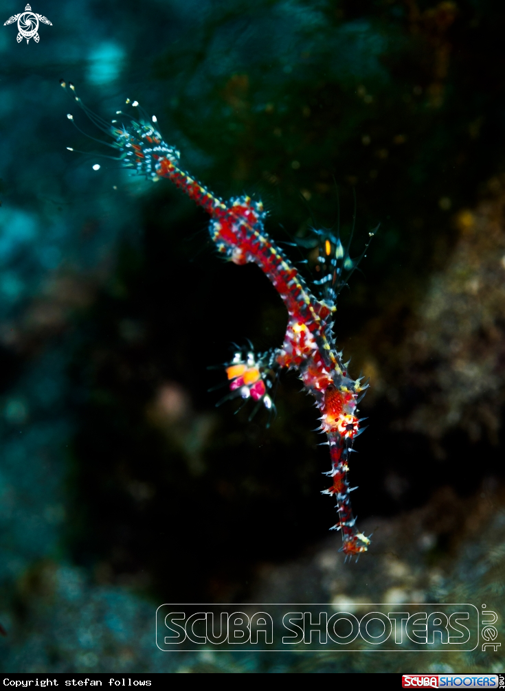A Ornate Ghost Pipefish