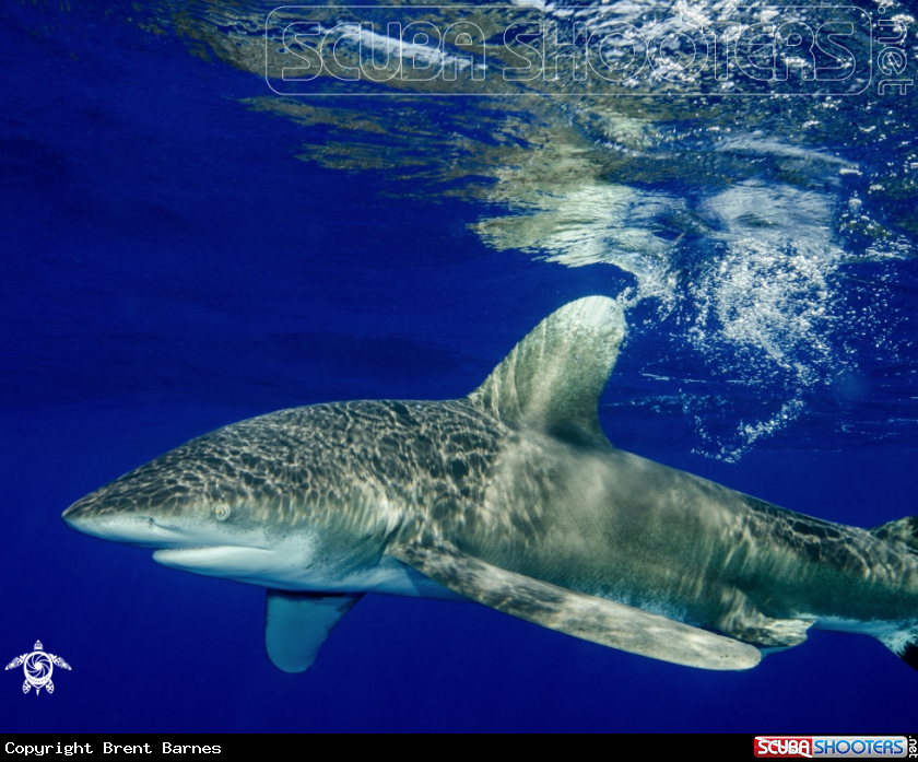 A Oceanic White Tip Shark