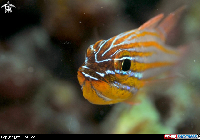 A Cardinal fish
