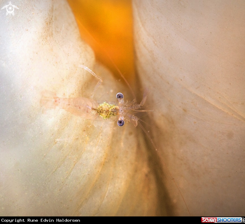 A Shrimp