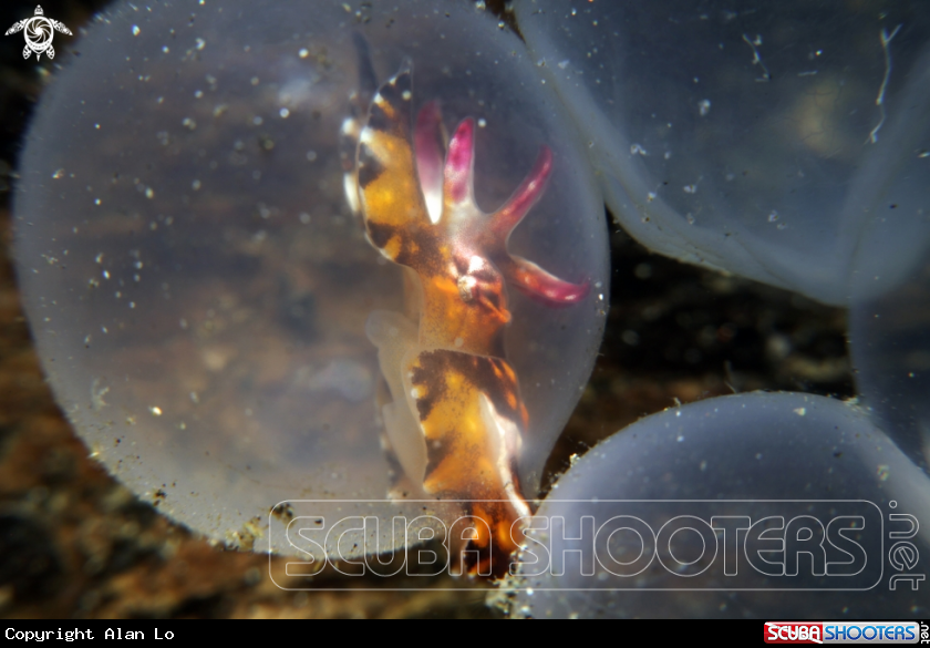 A flamboyant cuttlefish