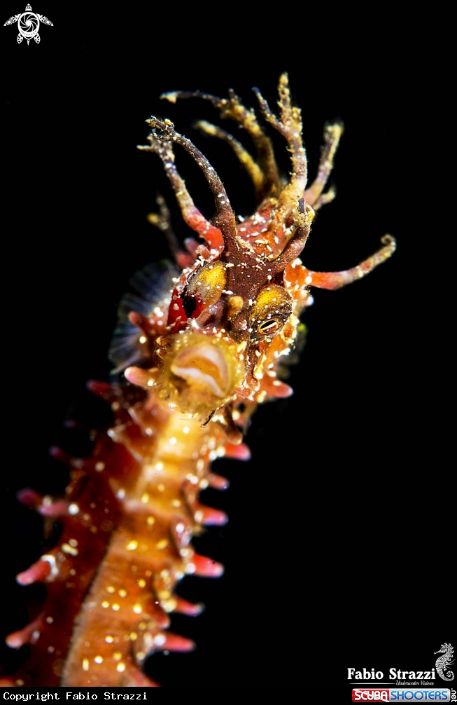 A Hippocampus guttulatus