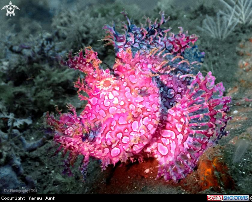 A Rhinopias frondosa