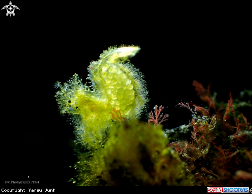 A Hairy shrimp