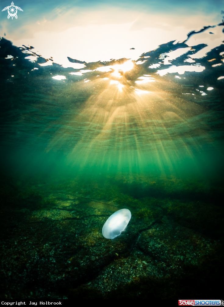 A Moon Jelly