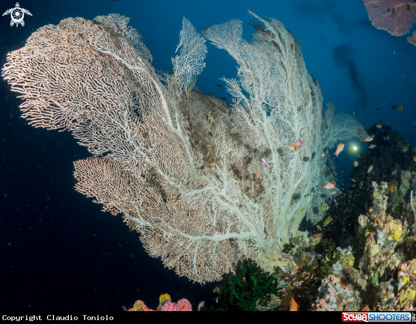 A Gorgonian