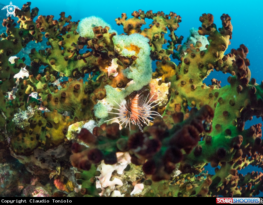A Pterois