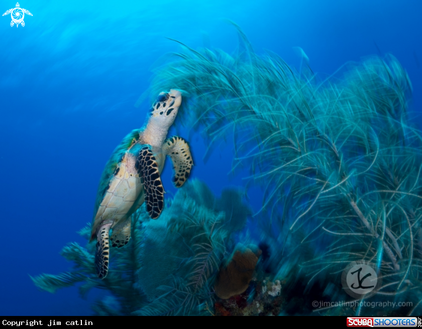 A Hawksbill turtle