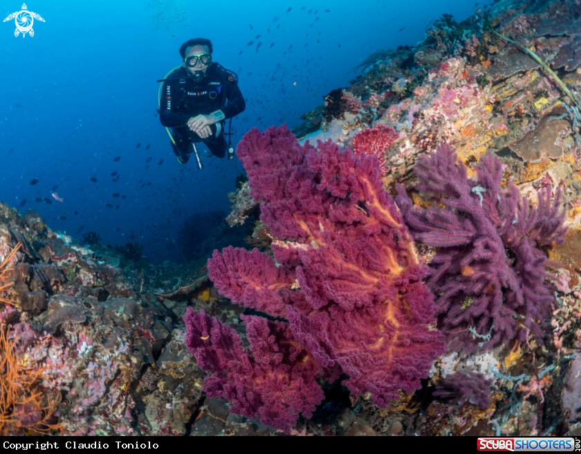 A Dive Buddy