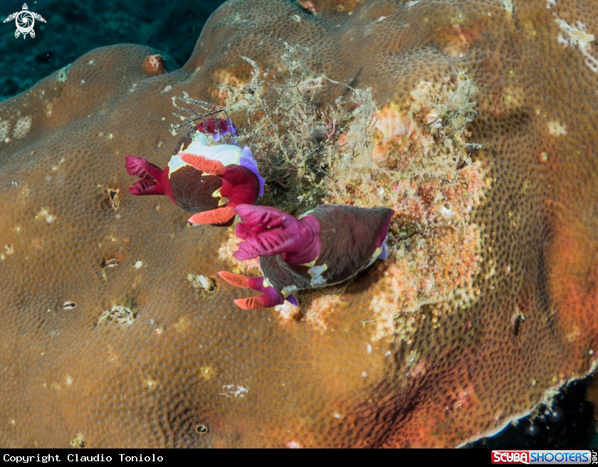 A Nembrotha Chamberlaini