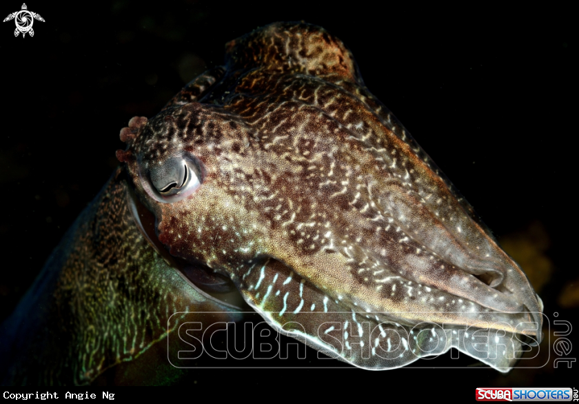 A cuttlefish