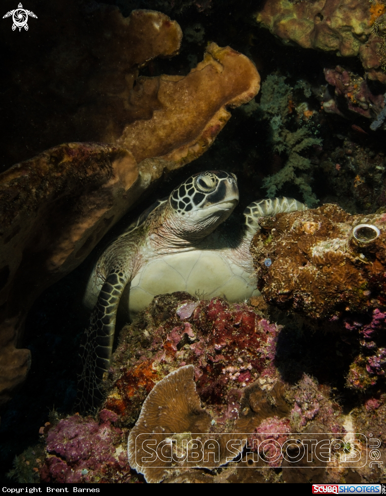 A Green Turtle