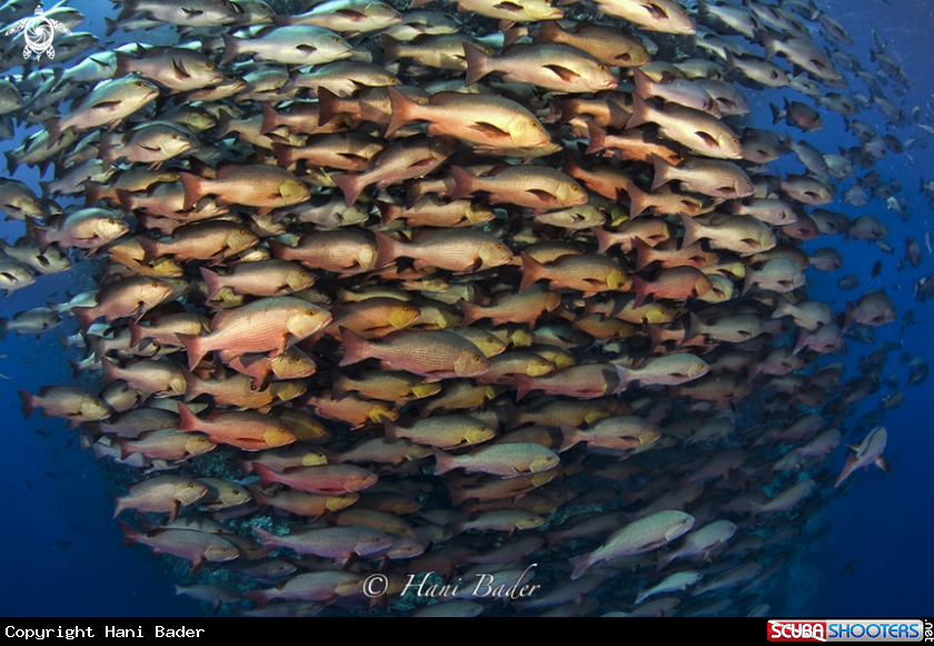 A Redsnapper